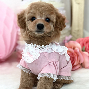 coco