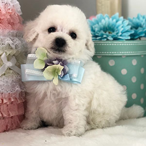 prince